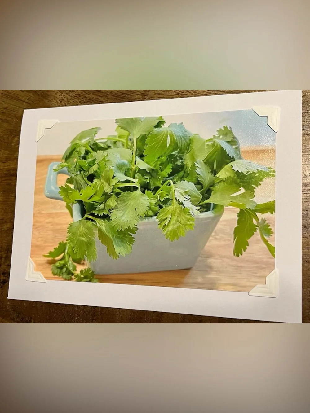 Botanical Photo Greeting Cards - Set of 4
